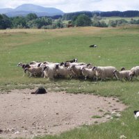 Schaapsherder in Schotland2